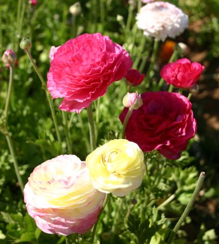 flower-fields-close-up-1-small.jpg